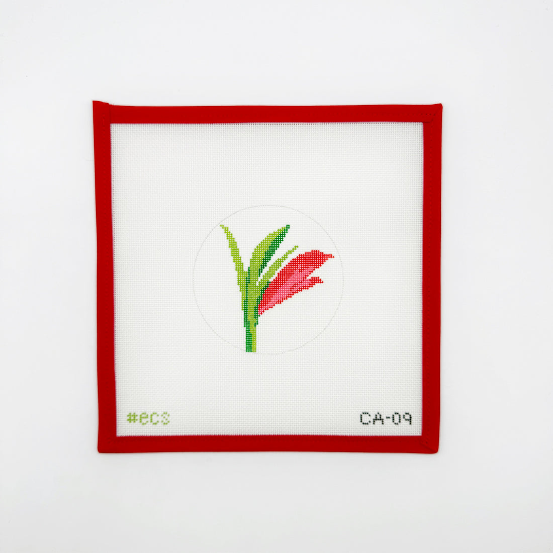 Amaryllis