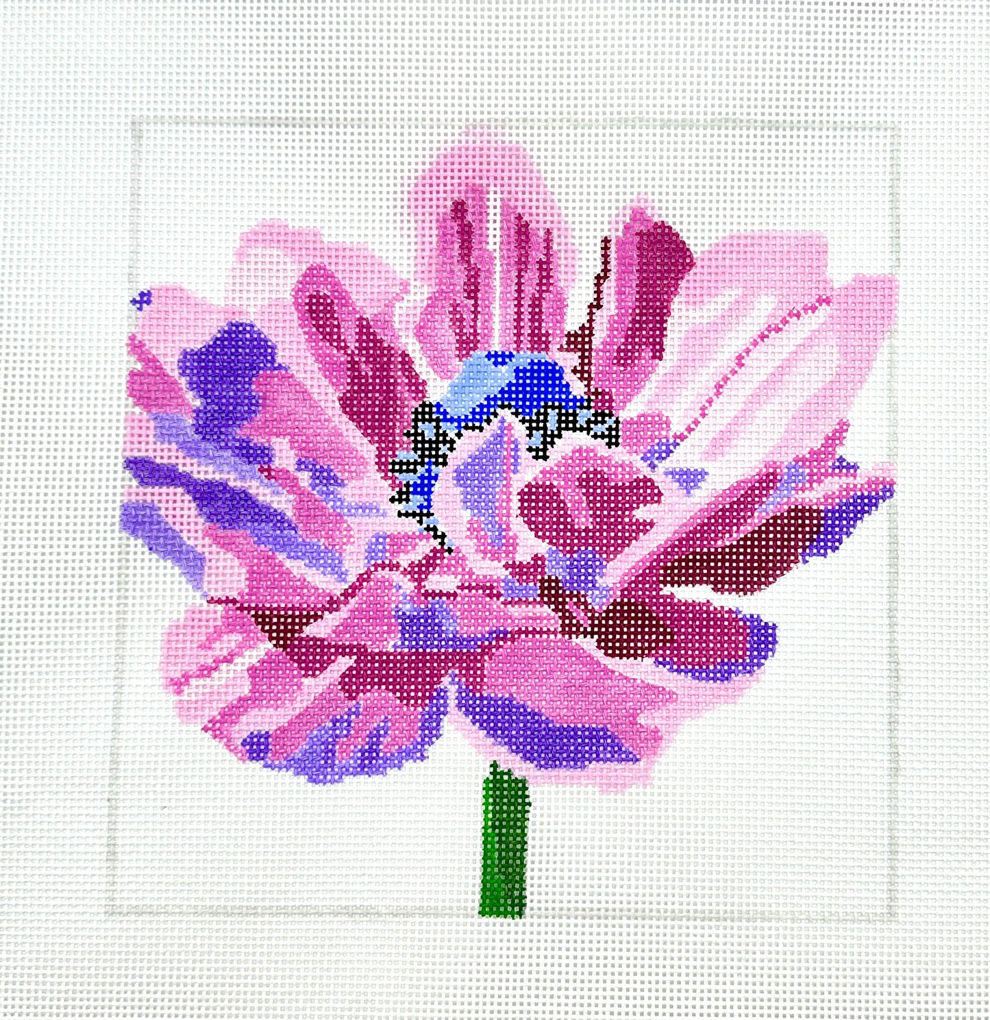 Purple Anemone